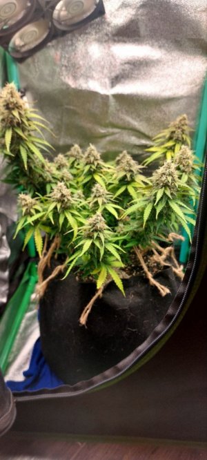 2023.12.19 - 76 день(пролив водой, правка PH).jpg