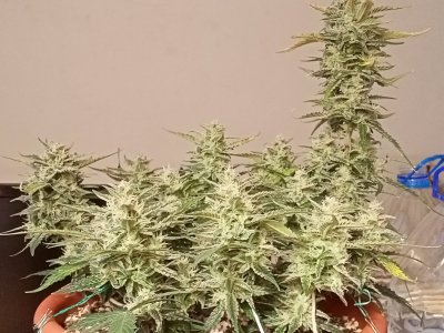 IMG20231220150916.jpg IMG20231220150916.jpg