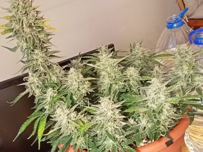 IMG20231220151022.jpg IMG20231220151022.jpg