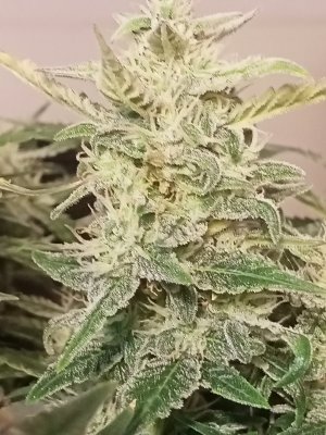 IMG20231220151250.jpg IMG20231220151250.jpg