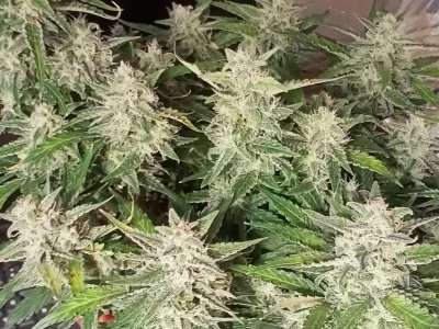 IMG20231220151321.jpg IMG20231220151321.jpg