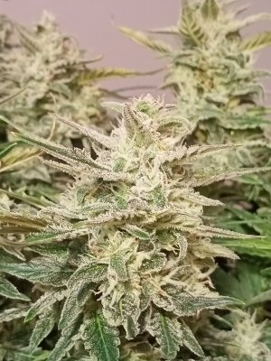 IMG20231220151351.jpg IMG20231220151351.jpg