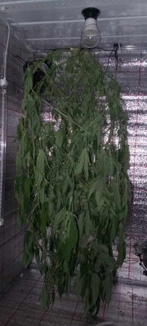 IMG_20231221_175918_774.jpg IMG_20231221_175918_774.jpg