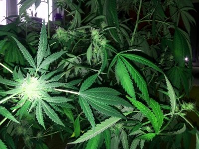 IMG_20231220_112431.jpg IMG_20231220_112431.jpg