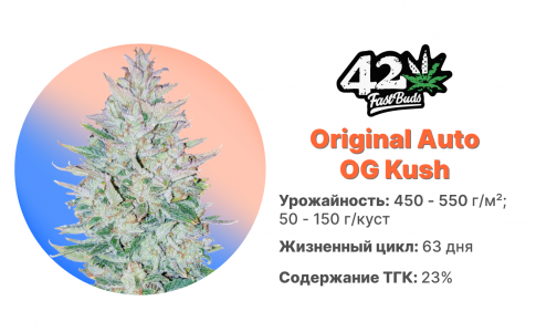 Original Auto OG Kush