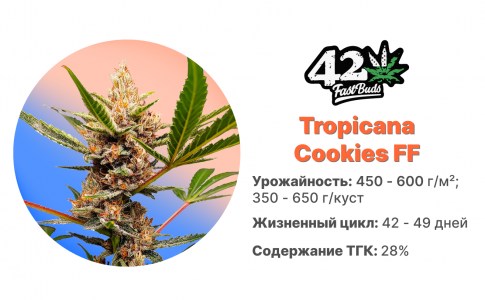 Tropicana Cookies FF Tropicana Cookies FF