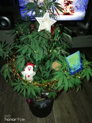 IMG_20231223_084732.jpg IMG_20231223_084732.jpg