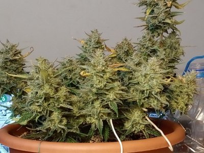 IMG-20231231-WA0002.jpg IMG-20231231-WA0002.jpg