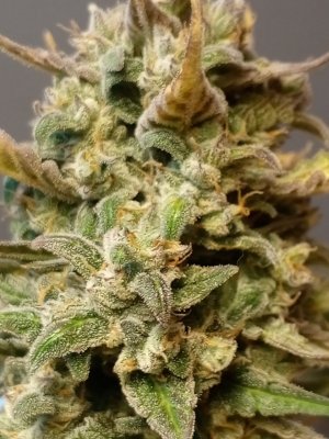 IMG-20231231-WA0005.jpg IMG-20231231-WA0005.jpg