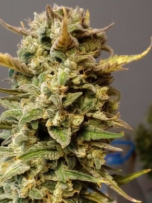 IMG-20231231-WA0004.jpg IMG-20231231-WA0004.jpg