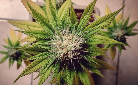 Выращивание конопли в помещении (индоре) Выращивание конопли в помещении (индоре)