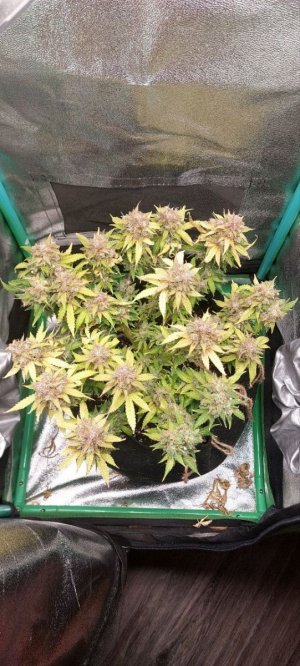 2024.01.09 - 96 деень(флэш).jpg