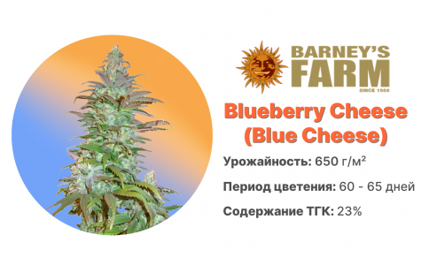 Blue Cheese Blue Cheese