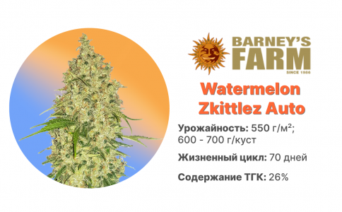 Watermelon Zkittlez Auto Watermelon Zkittlez Auto