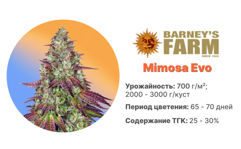 Mimosa Evo Mimosa Evo