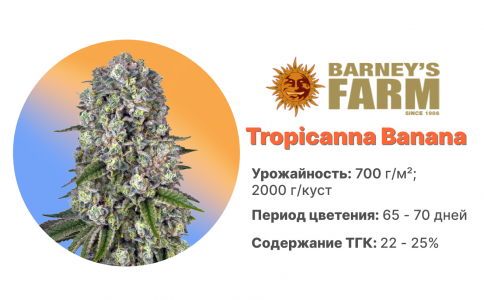 Tropicanna Banana