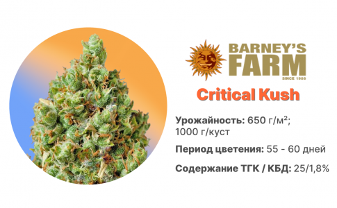 Critical Kush Critical Kush