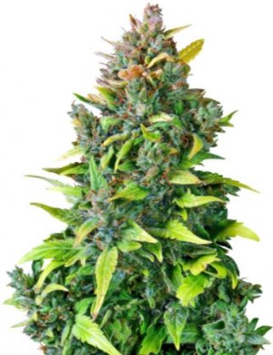 cbd 201.jpg cbd 201.jpg