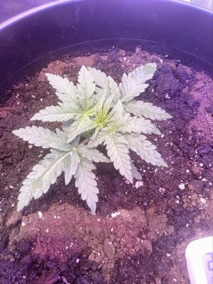 photo1705325252 (3).jpeg