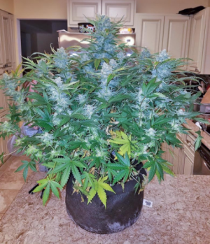 1705498687980.png 1705498687980.png