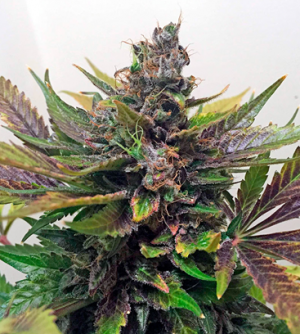 1705648821872.png 1705648821872.png