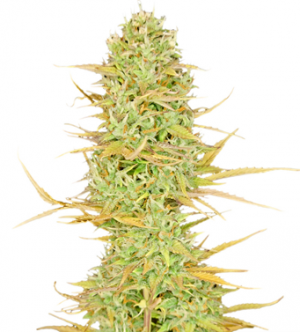 1705648826022.png 1705648826022.png