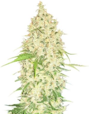 watermelon.jpg watermelon.jpg