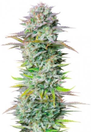 kosher cake.jpg kosher cake.jpg