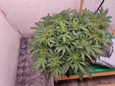 IMG20240124194516.jpg IMG20240124194516.jpg