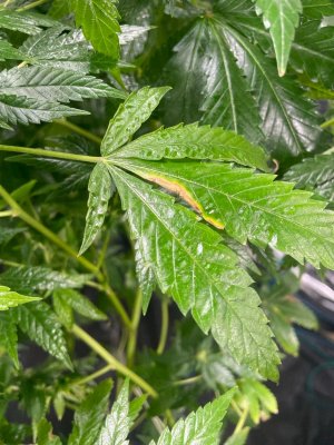 Трабл растения 4.jpeg