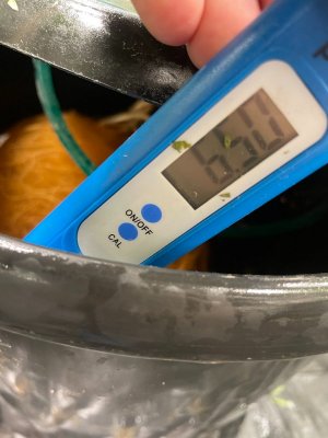 Замеряшки растение 4 3.jpeg