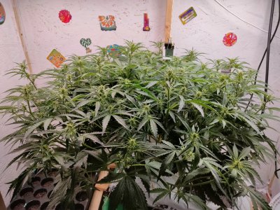 IMG20240201201441.jpg IMG20240201201441.jpg