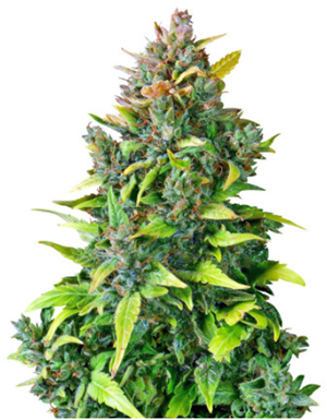 1707151882800.png 1707151882800.png