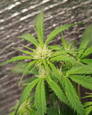 Джонни цветы.jpg