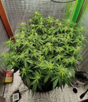 Джонни (2).jpg