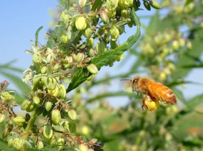 animales_2.jpg animales_2.jpg