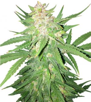 easyryder.jpg easyryder.jpg