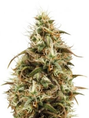 royal jack auto.jpg royal jack auto.jpg