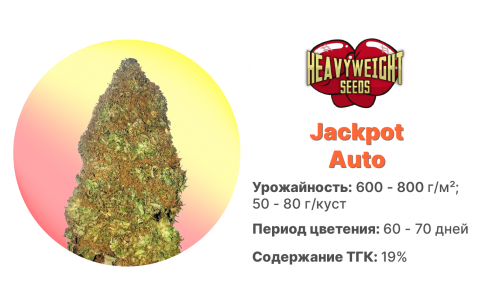 Jackpot Auto