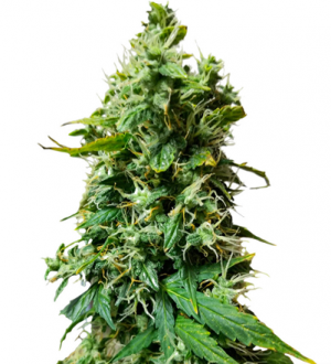 1708341719001.png 1708341719001.png