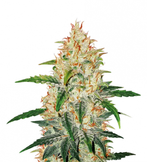 1708341743322.png 1708341743322.png