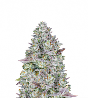 1708341753202.png 1708341753202.png