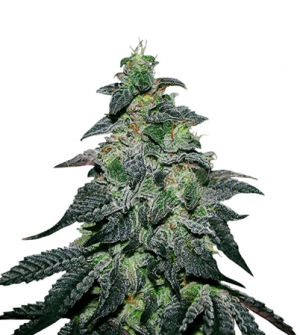 1708451508424.png 1708451508424.png