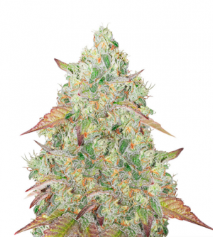 1708451518125.png 1708451518125.png