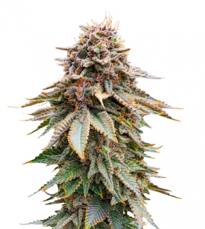 1708451522851.png 1708451522851.png