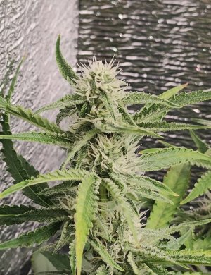 Горилла цветы.jpg