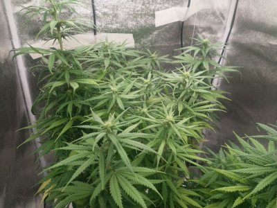 IMG_20220201_163924_684.jpg IMG_20220201_163924_684.jpg