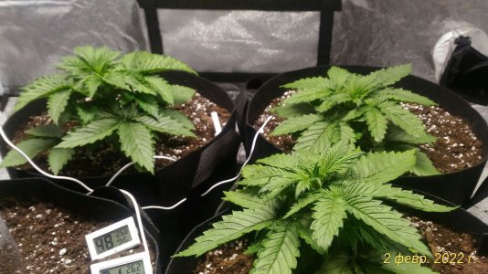 P_20220202_113141_1_p.jpg P_20220202_113141_1_p.jpg