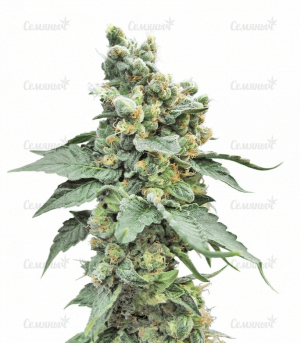 1643995798469.png 1643995798469.png