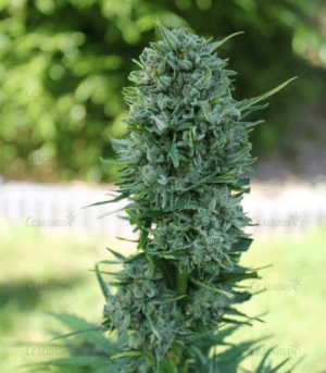 1644234863194.png 1644234863194.png